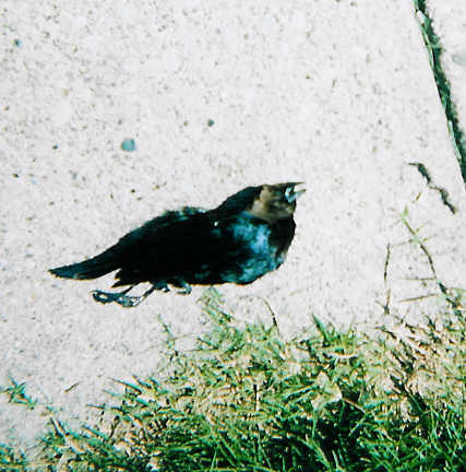 billsbird.jpg